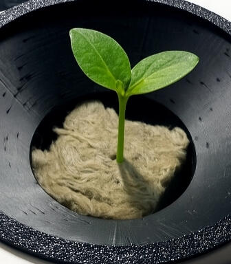 Typical Pepper seedling sprouting from rockwook media held firmly by funnel-shaped GroCup