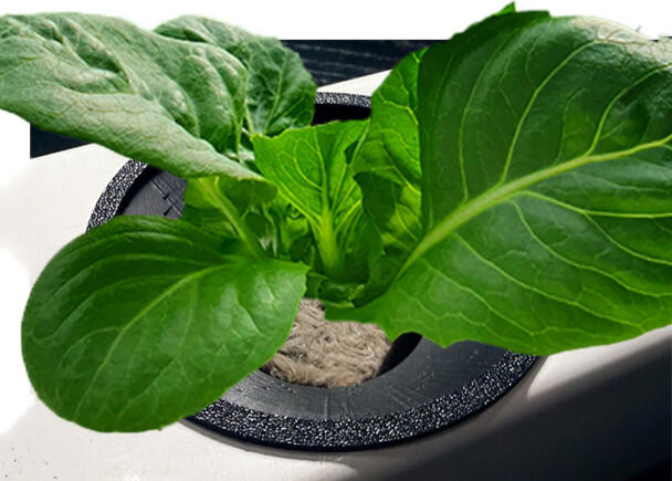 Letuce seedling transplanted to funnel-shaped GroCup