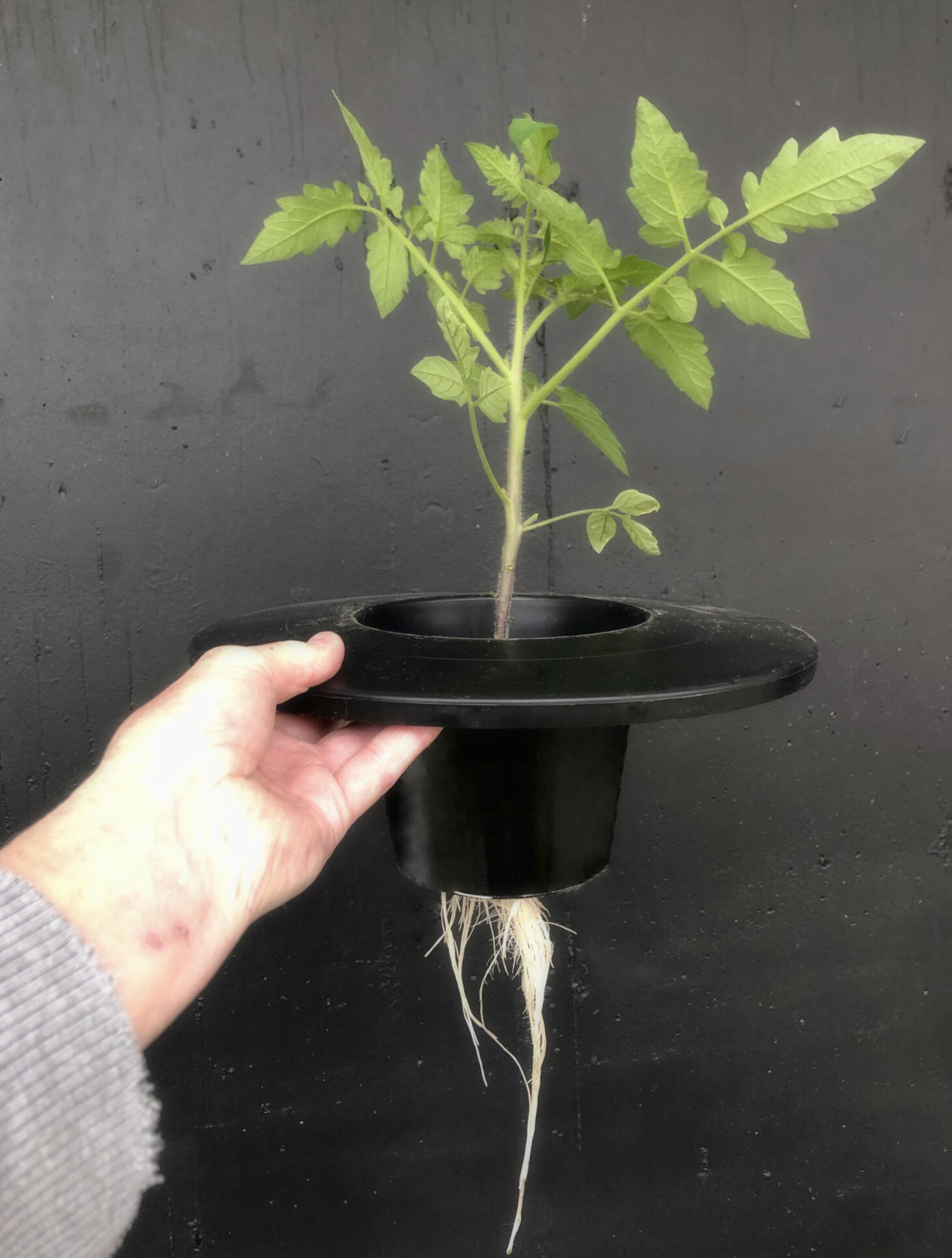 Tomato plant growing in GroCup Dutch Bucket showing downwards root growth through open bottom